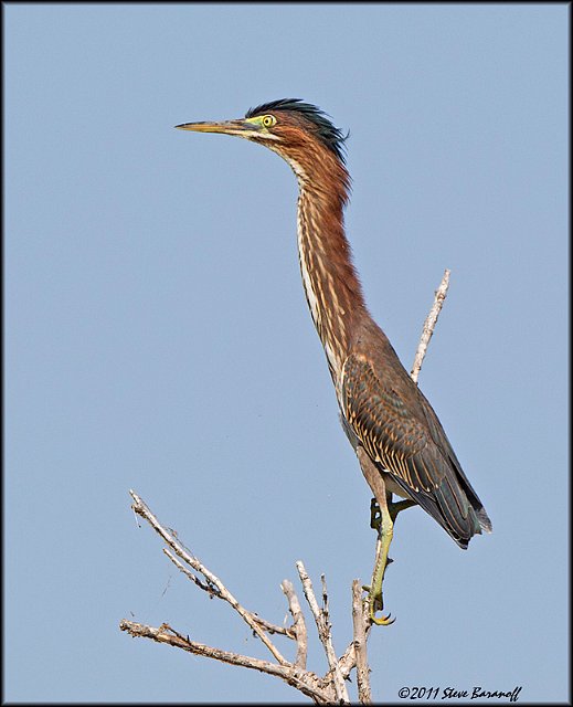 _1SB0297 green heron.jpg
